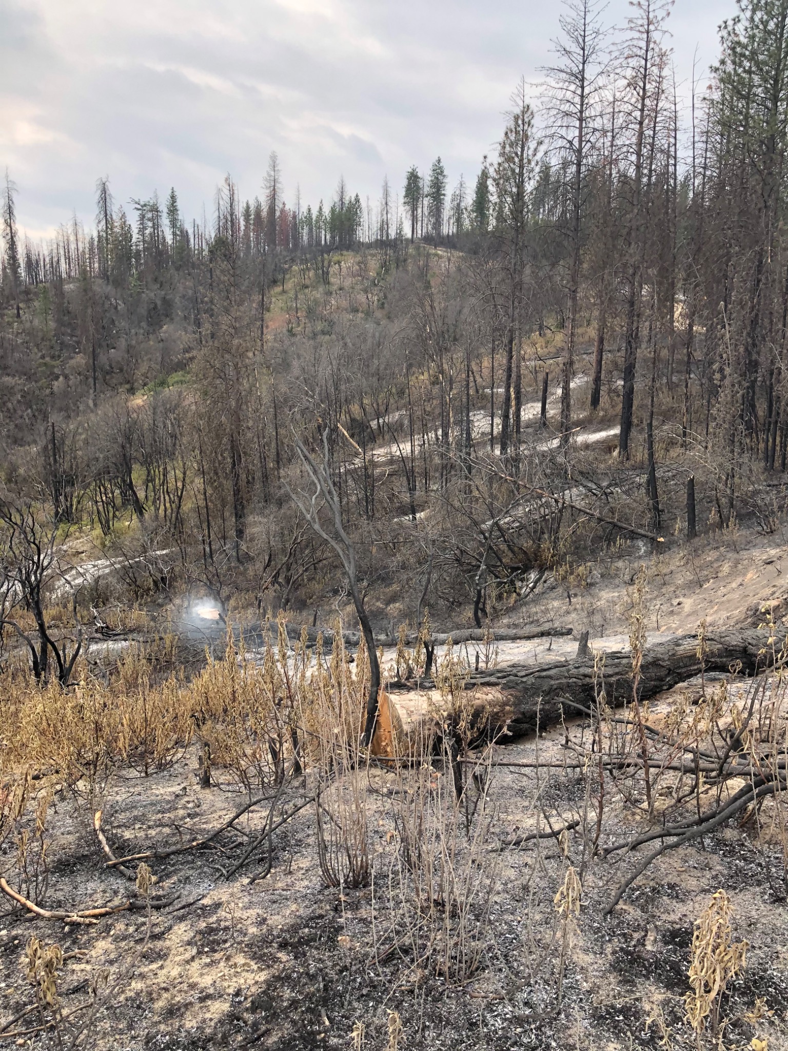 Before cleanup: burned trees, fallen material and dense post-fire hazards within the 39 treated acres of a 52-acre property in Igo.