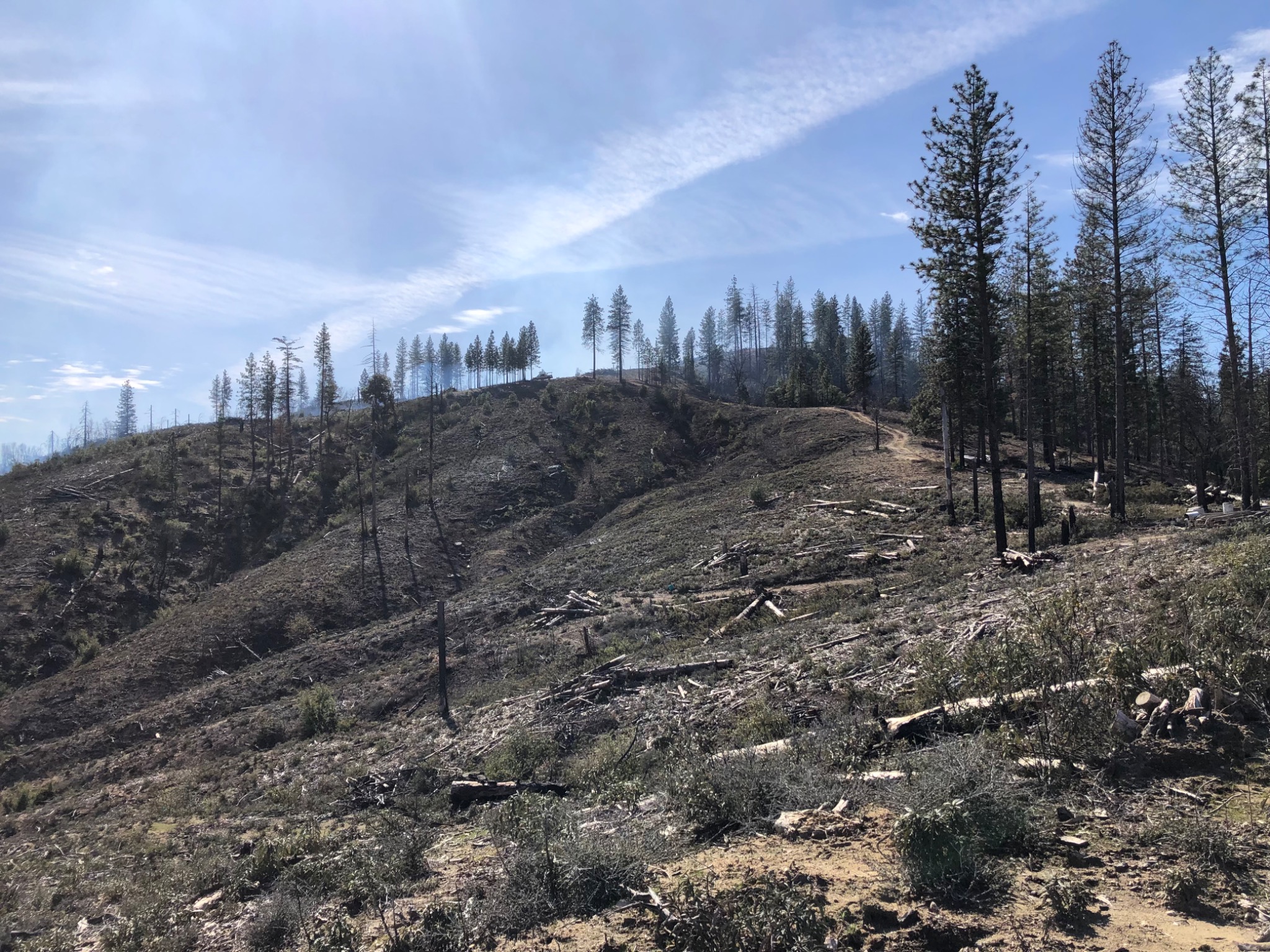 After cleanup: the Igo hillside following hazardous-tree removal and fuels reduction.