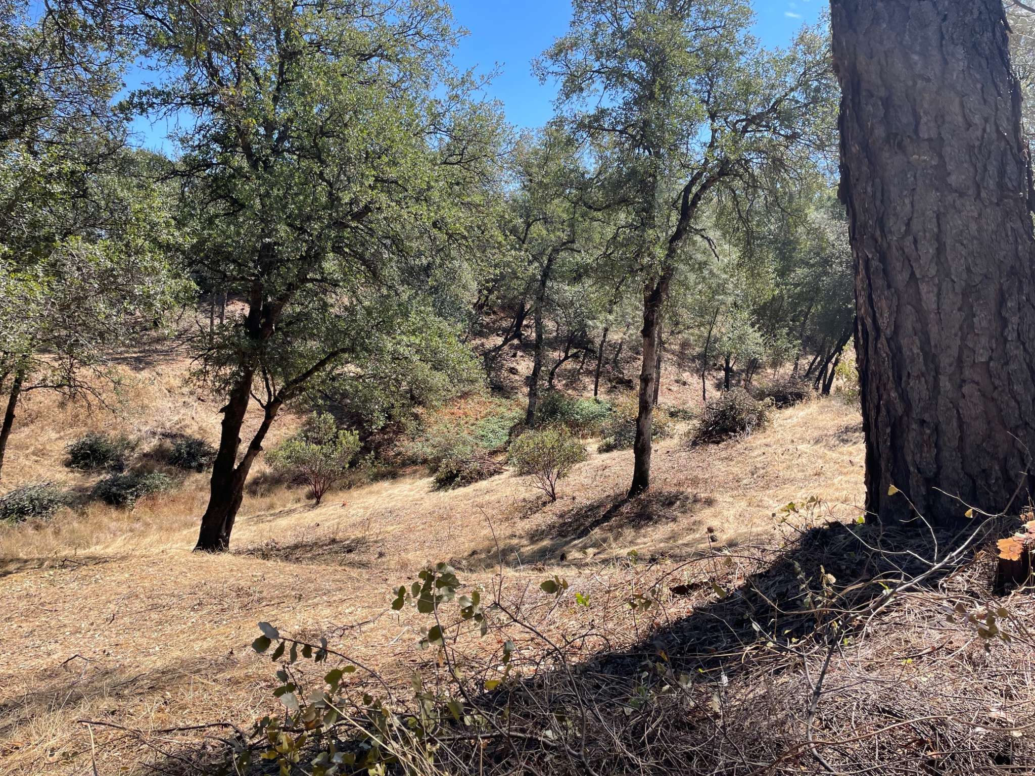 Finished park-like condition after defensible-space and fuels-reduction work among retained oaks and pines in East Redding.